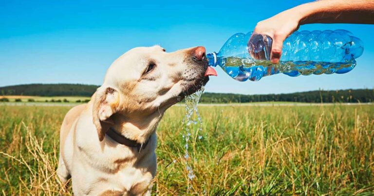 Dog Drinking from Water Bottle