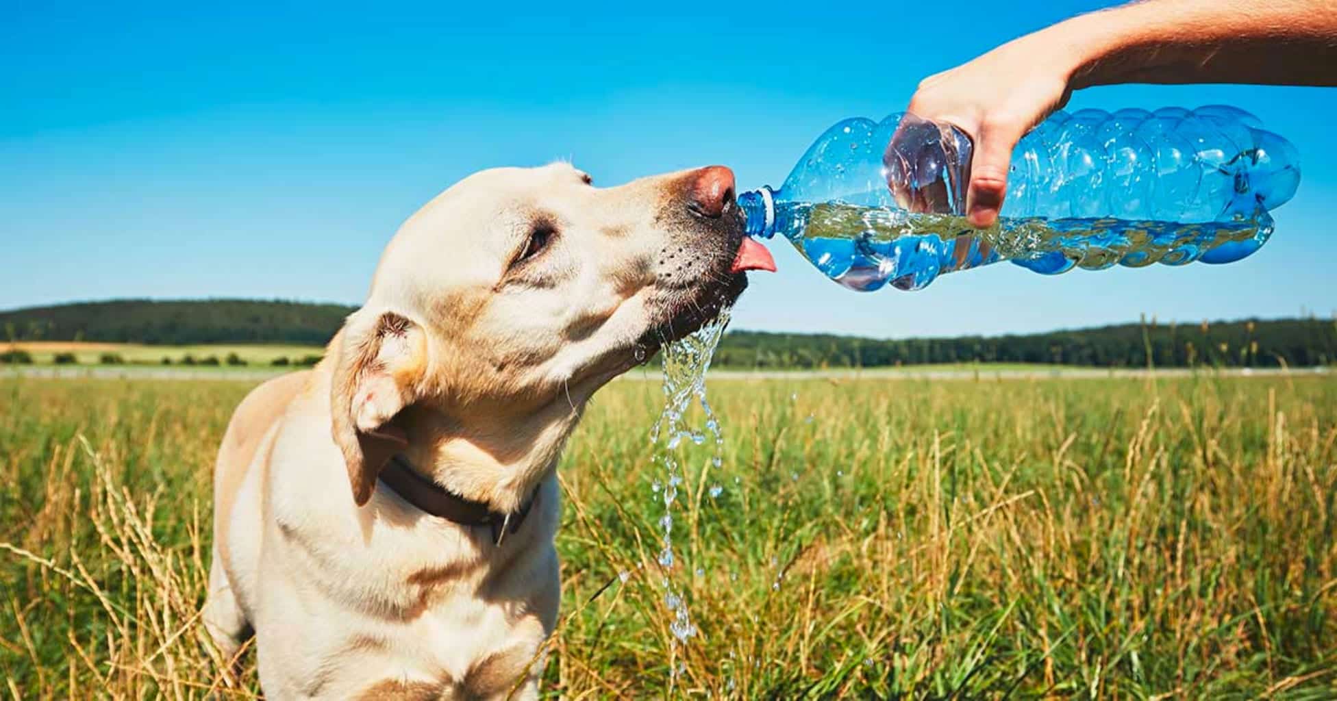 Dog Drinking from Water Bottle