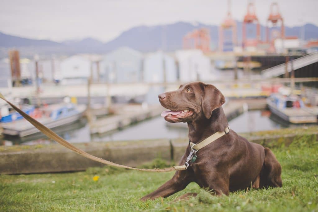 Pet Food 'N More Your Best Friend's Store Pet Food and Supplies