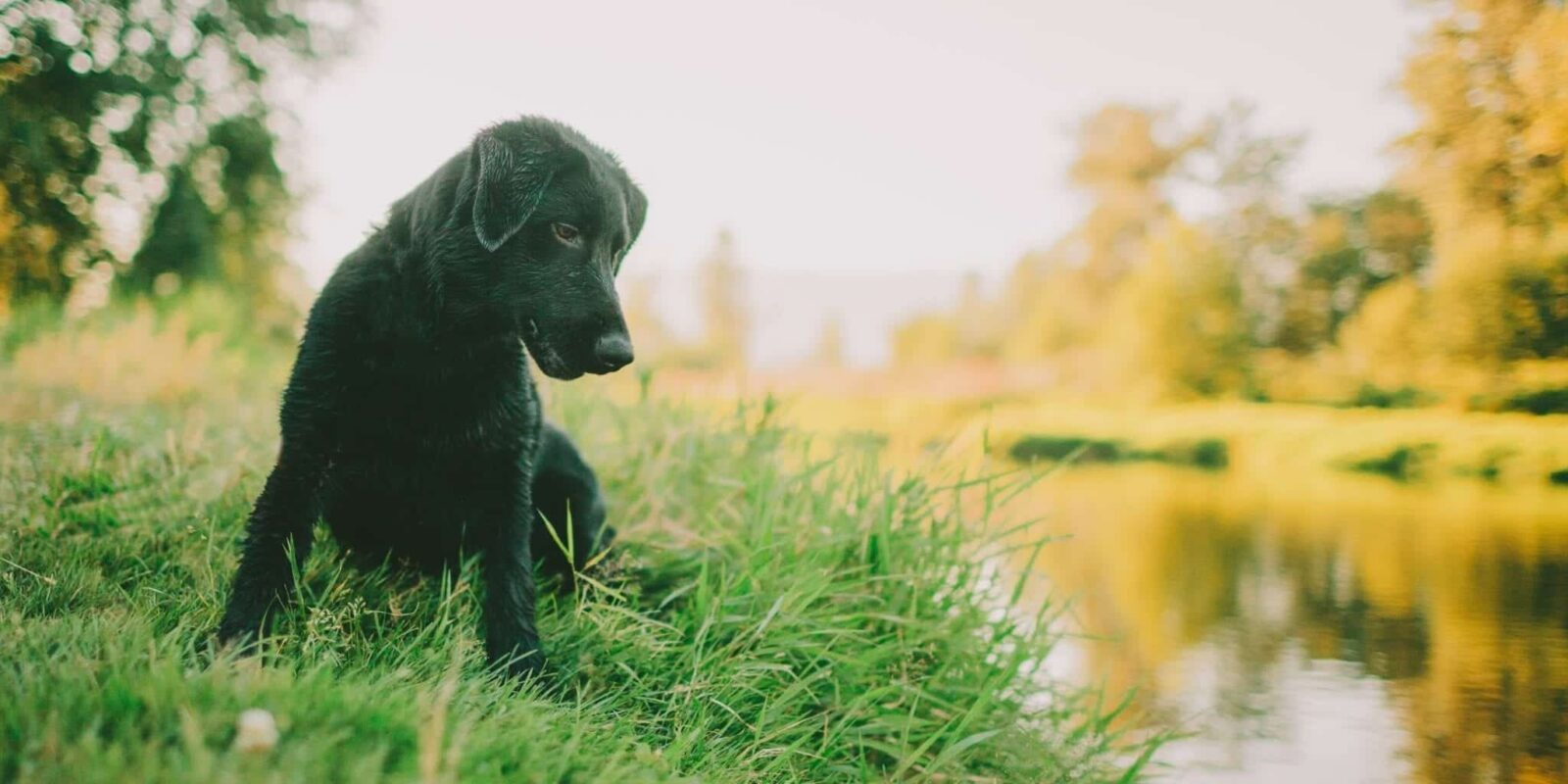 Springtime Pet Safety Tips Pet Food 'N More