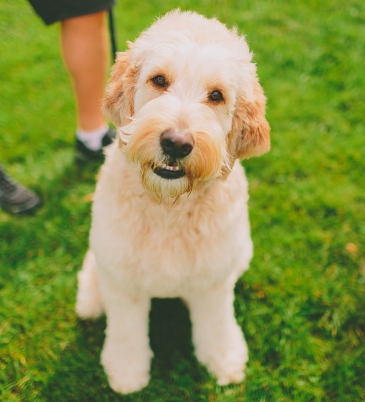 7 Neat aspects about dogs pet food 'n more happy labradoodle