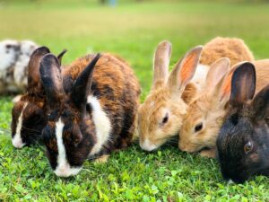 a group of bunnies nibbling on grass