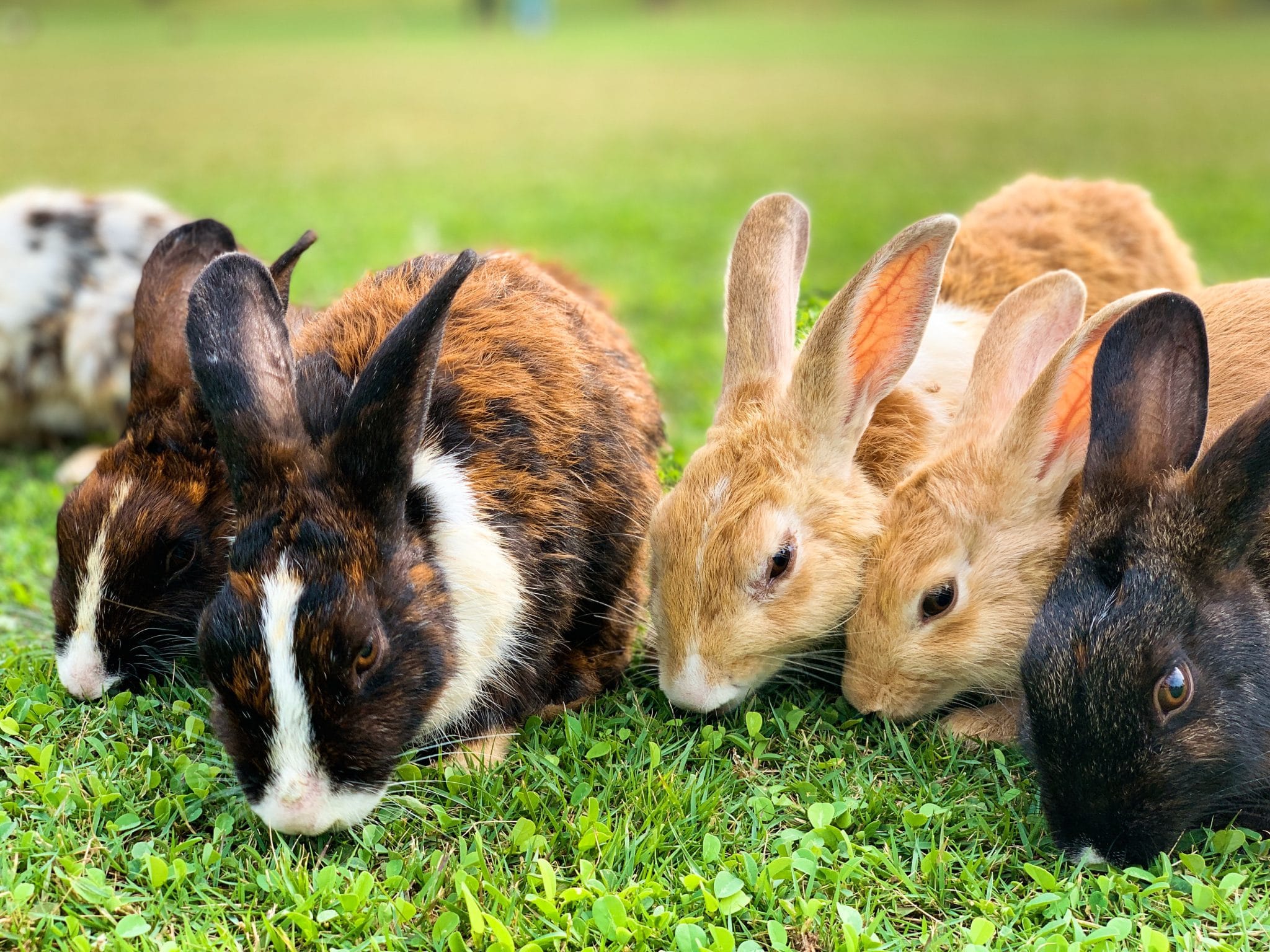 a group of bunnies nibbling on grass