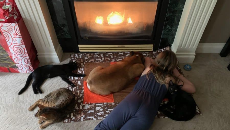 Pet Food 'N More Your Best Friend's Store Pet Food and Supplies