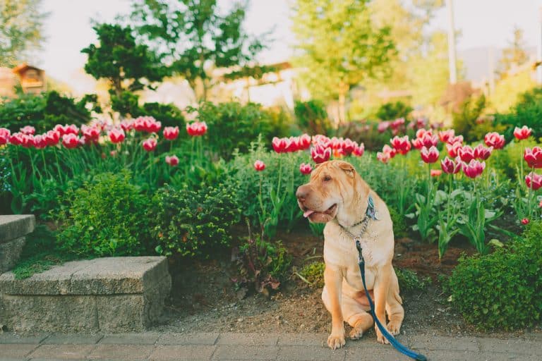 Pet Food 'N More Your Best Friend's Store Pet Food and Supplies